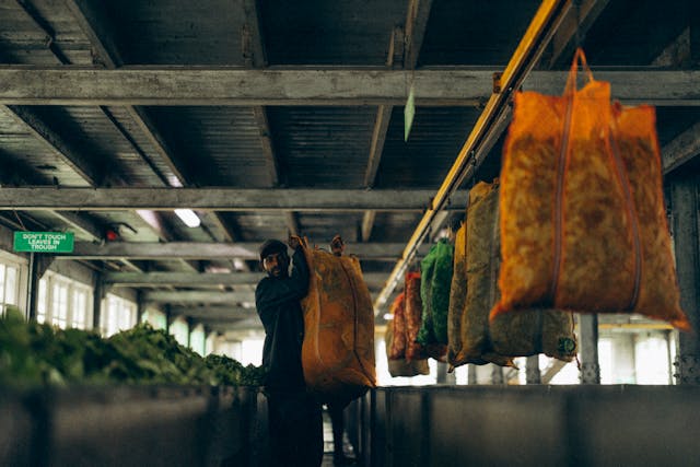 Shaah Chai - Kenyan Tea Factory